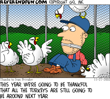 turkeys1